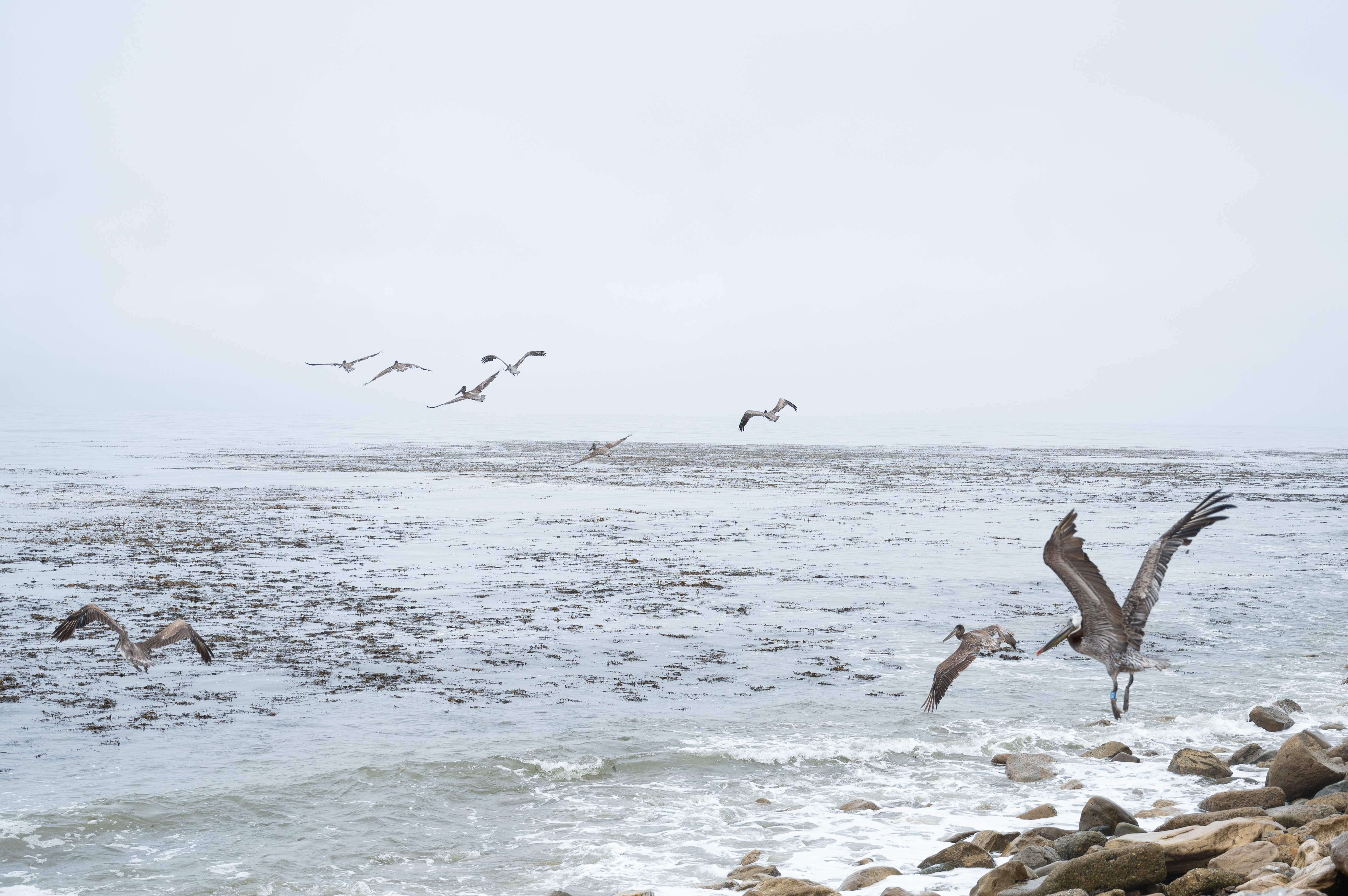 SoCal Brown Pelicans - Vimarsana News