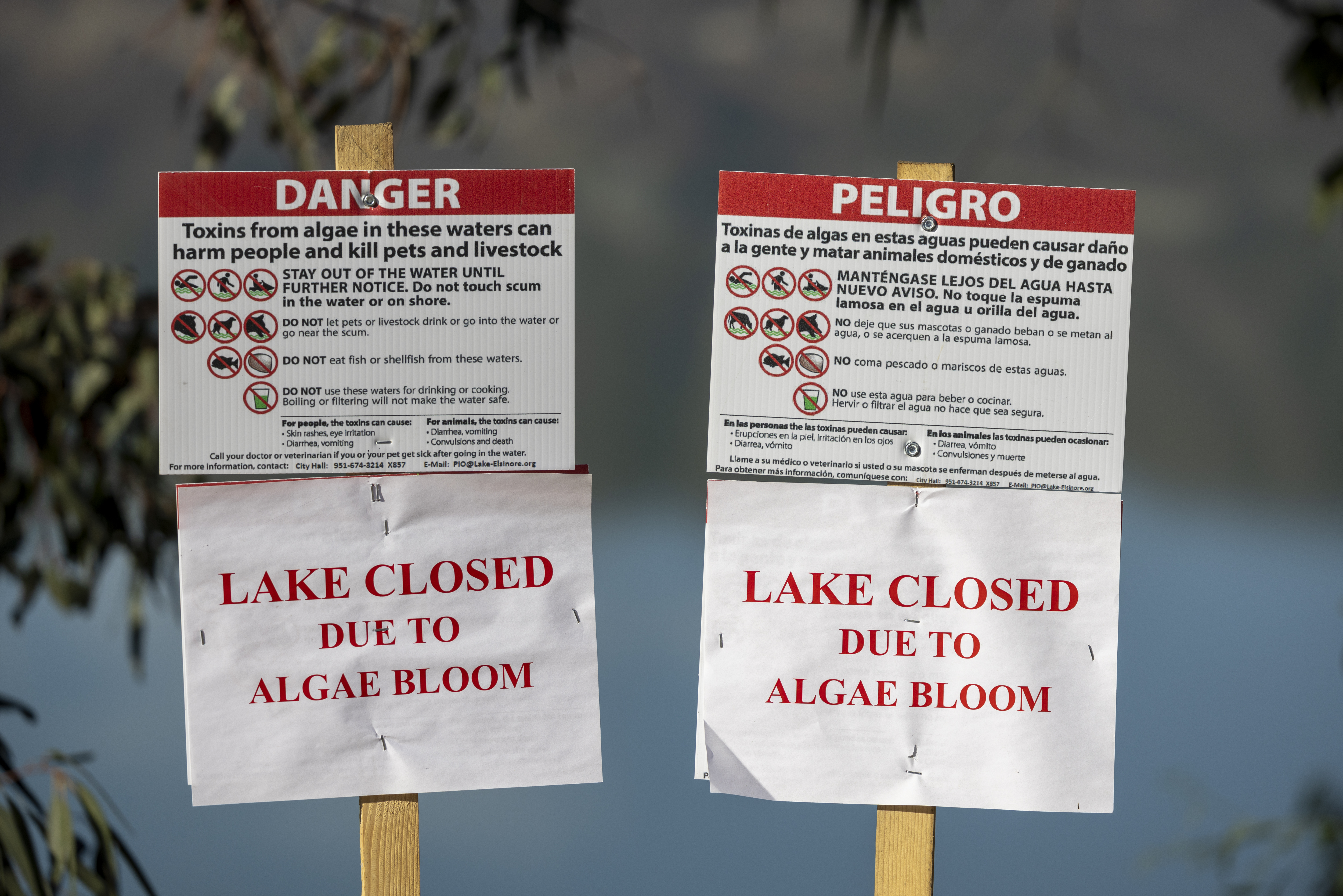 Algal Blooms Detected - Vimarsana News