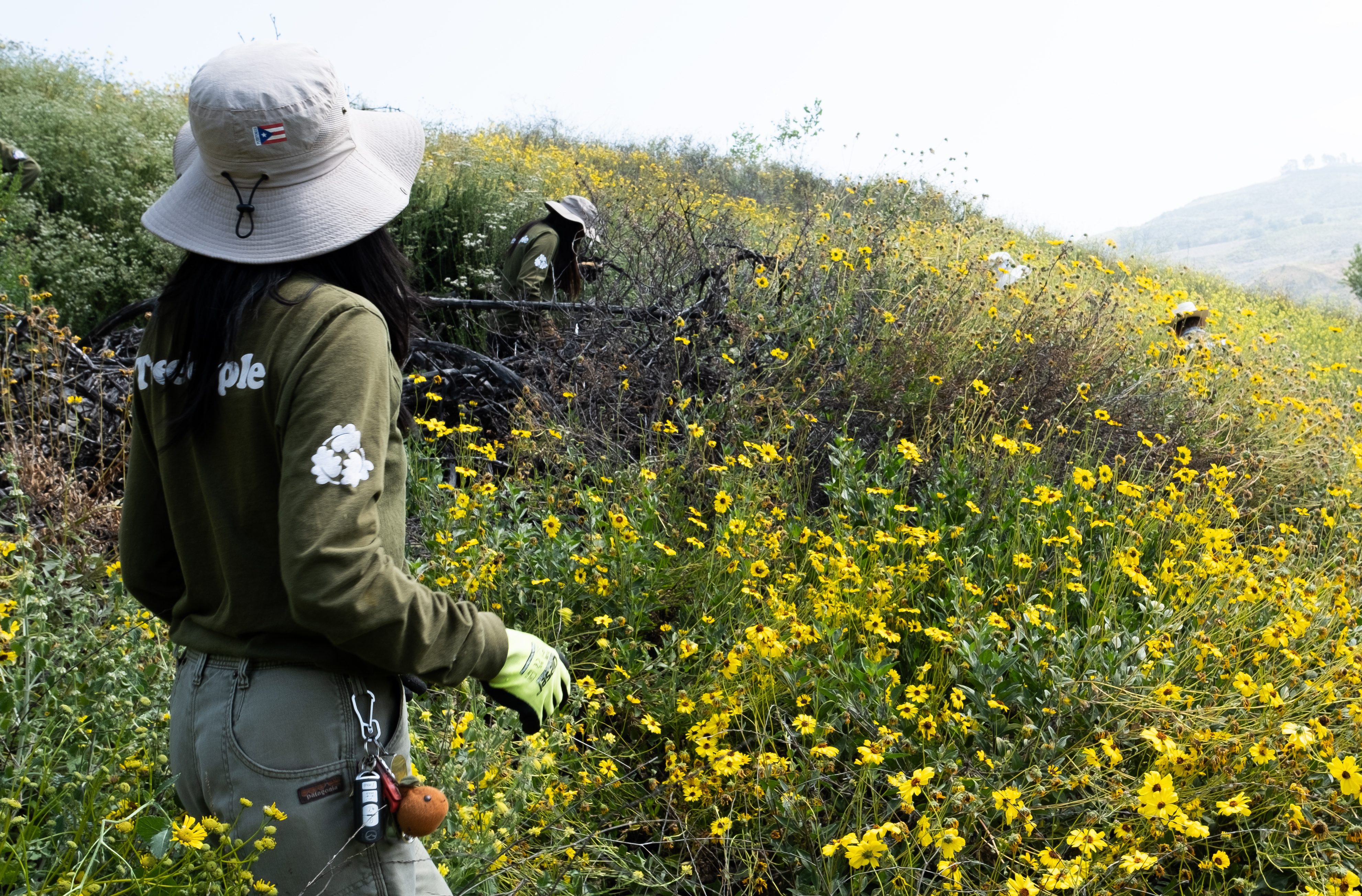 Restoring Angeles Forest - Vimarsana News