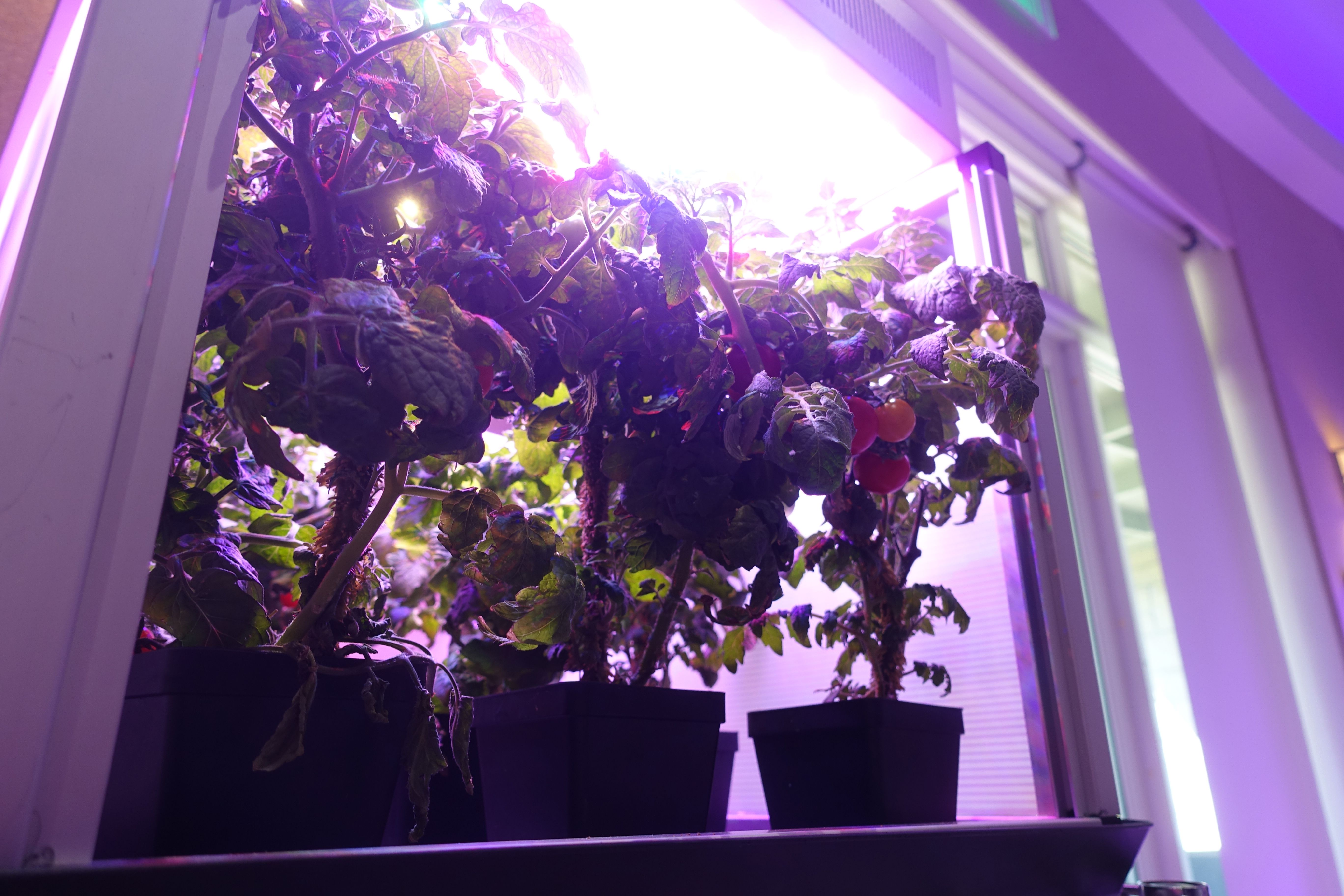 Can The Harsh Conditions Of Space Breed More Resistant Crops For Earth? - Vimarsana News