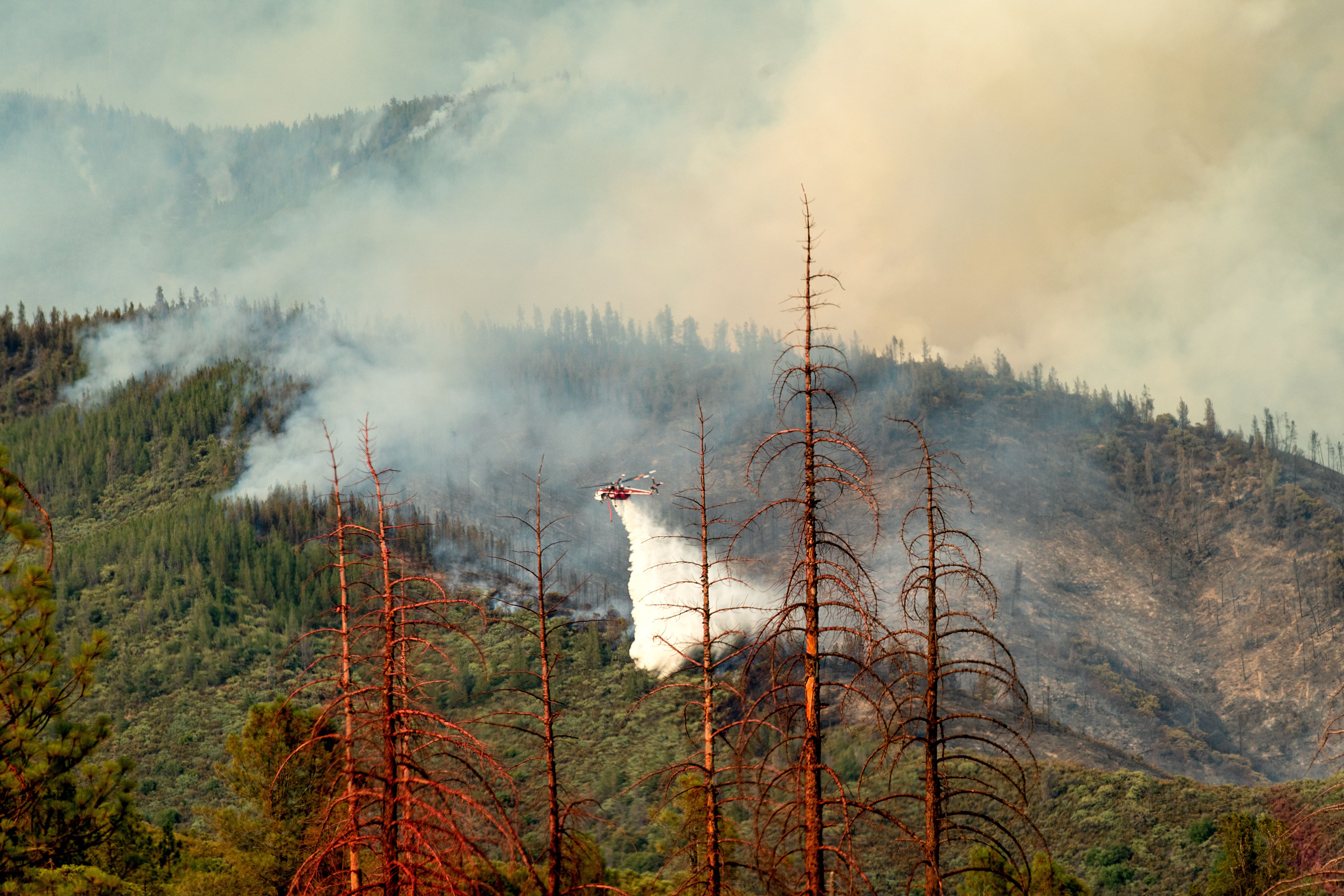 Millions Of California Trees Were Lost To Drought. Will Two Wet Winters Help Repair Our Forests? - Vimarsana News