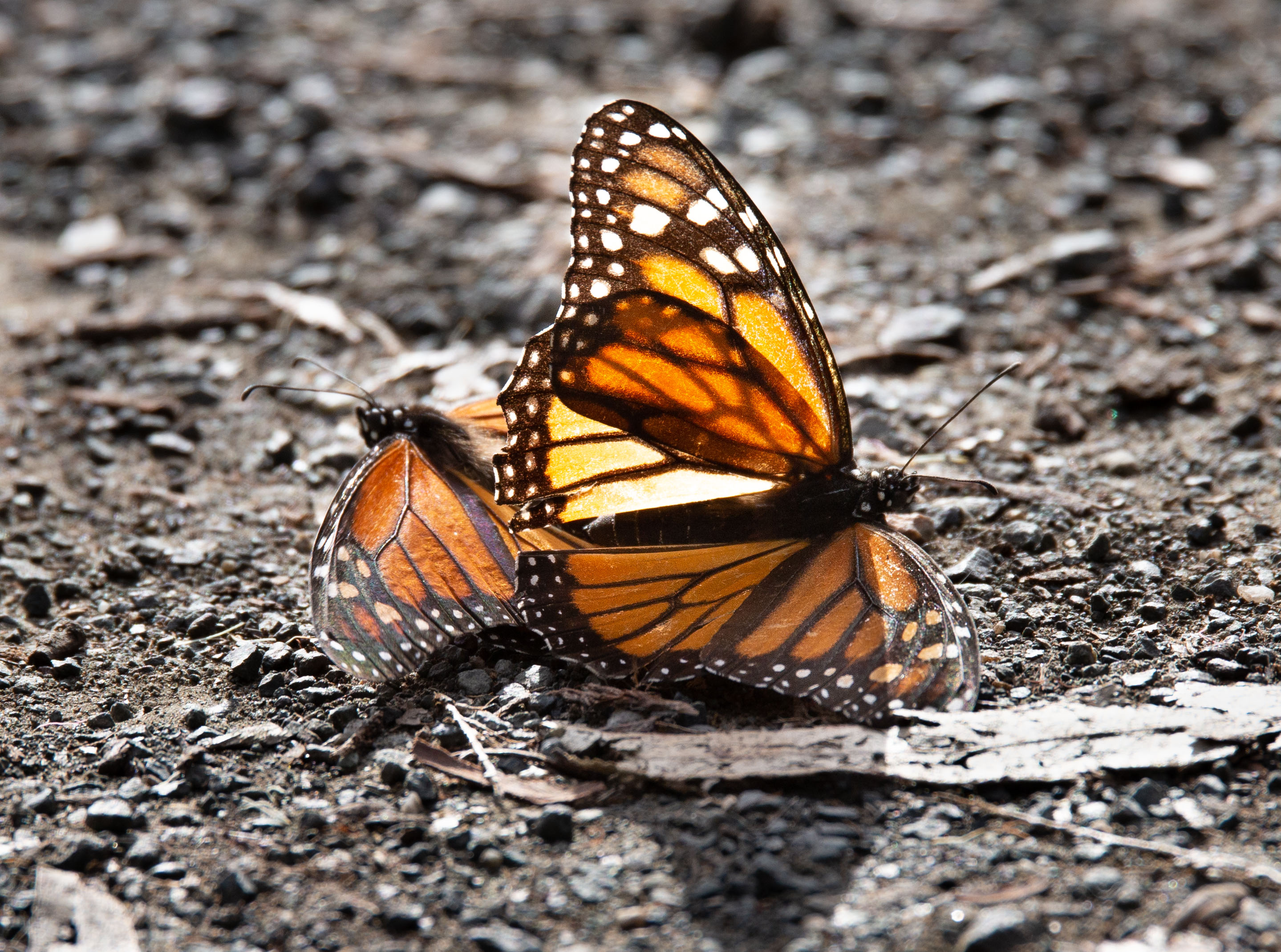 Monarch Butterflies Wane - Vimarsana News