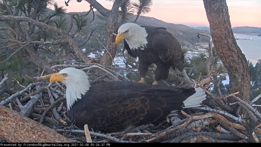 Big Bear's Eagle Nest Remains Quiet. Here's What Jackie And Shadow Teach Us About Life - Vimarsana News